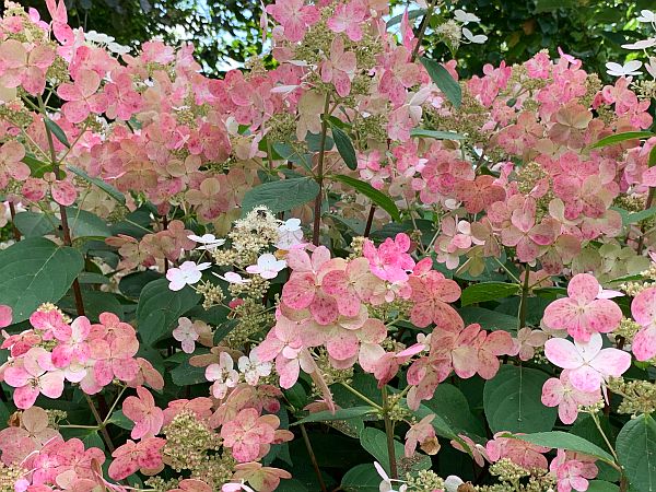 Flowers, Wisley Gardens.