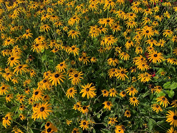 Flowers, Wisley Gardens.