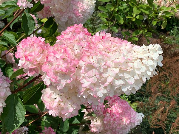 Flowers, Wisley Gardens.