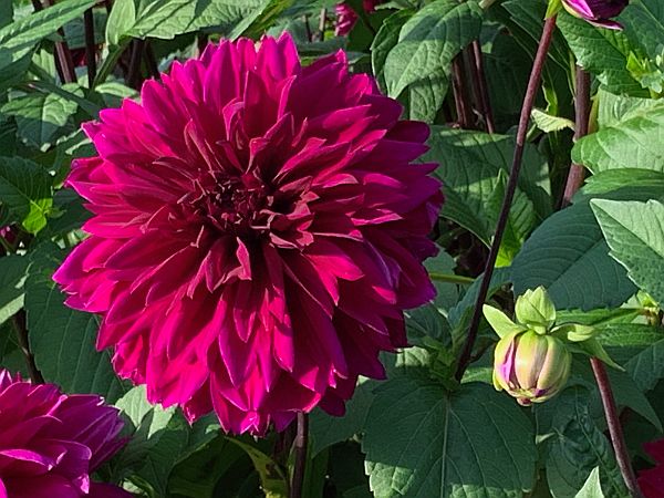 Flowers, Wisley Gardens.