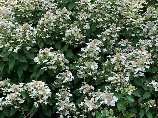 Flowers, Wisley Gardens.