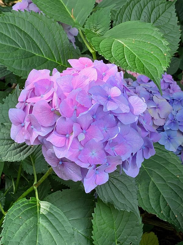 Flowers, Wisley Gardens.