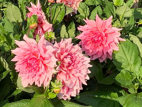 Flowers, Wisley Gardens.