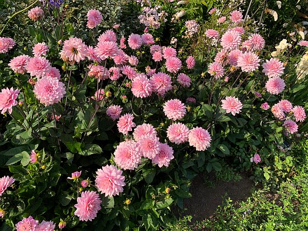 Dahlias, Wisley Gardens.