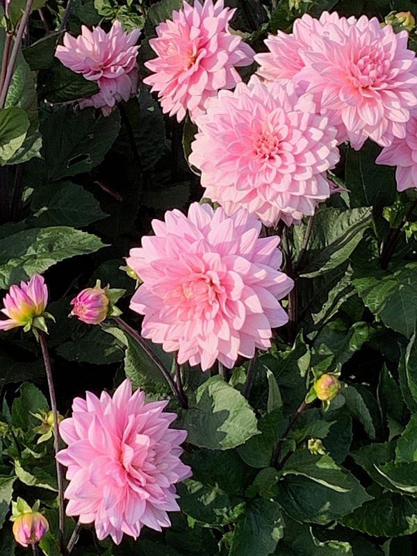 Dahlias, Wisley Gardens.