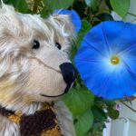 Bertie admiring a blue Morning Glory flower.