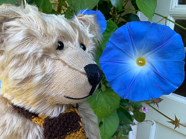 Bertie admiring a blue Morning Glory flower.
