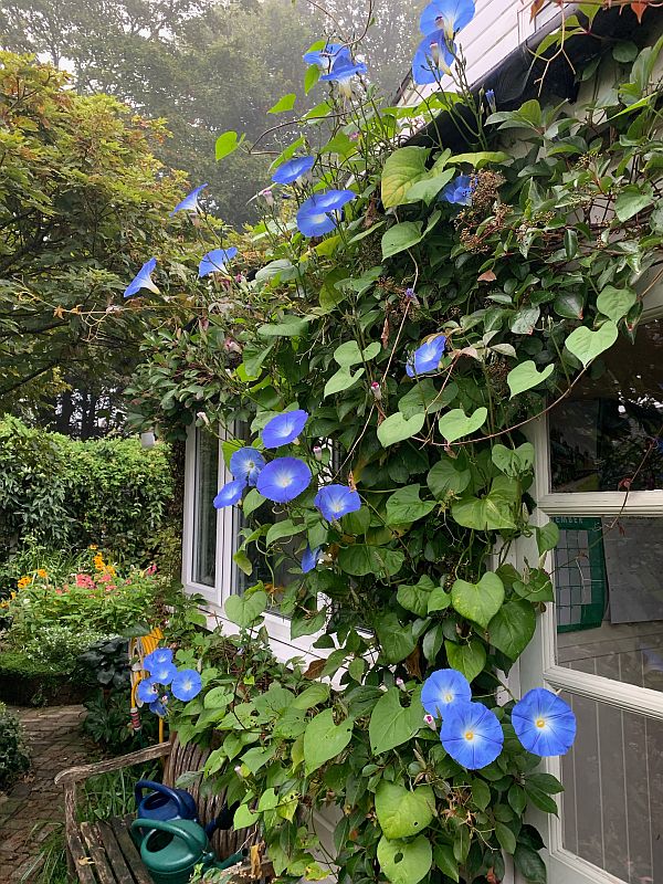 Profussion of Morning Glory flowers.