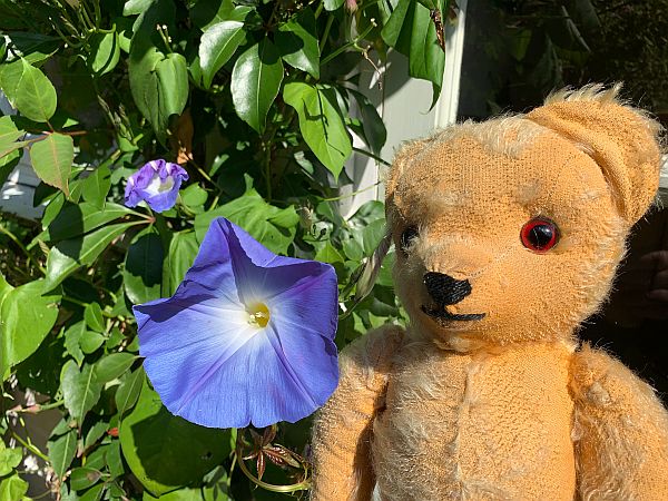 Eamonn with a Morning Glory flower.