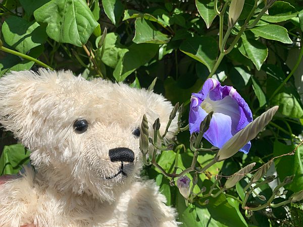 Trevor looking at a dying Morning Glory flower.