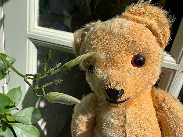 Eamonn looking at the new buds on the Morning Glory