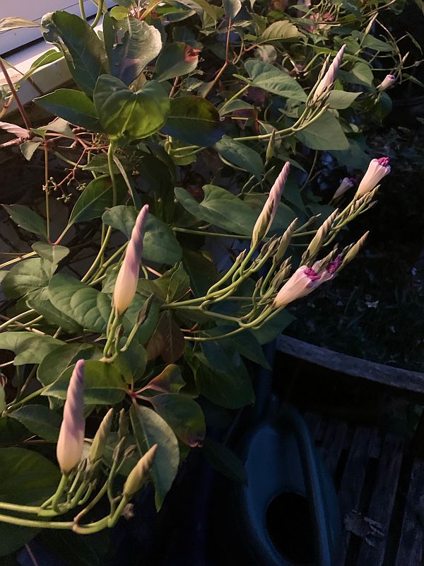 Night Time, and the Morning Glory buds are beginning to unwind.