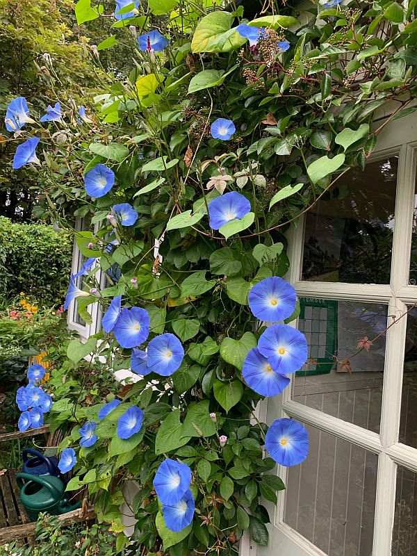 The blue flowers of Morning Glory.
