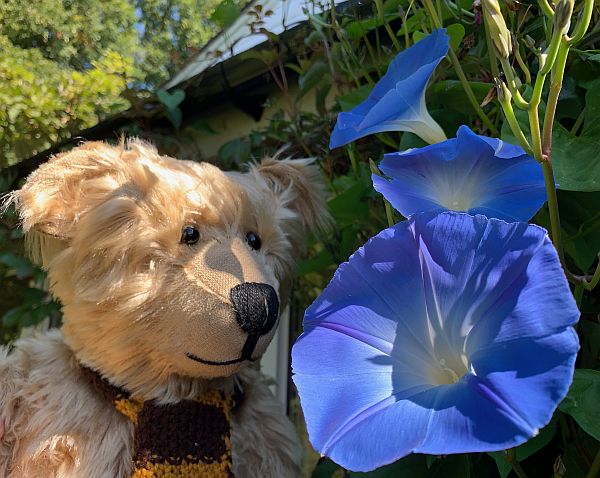 Bertie admiring a new batch of glorious blue Morning Glory flowers.
