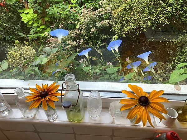 Looking through the window to the Morning Glory flowers.