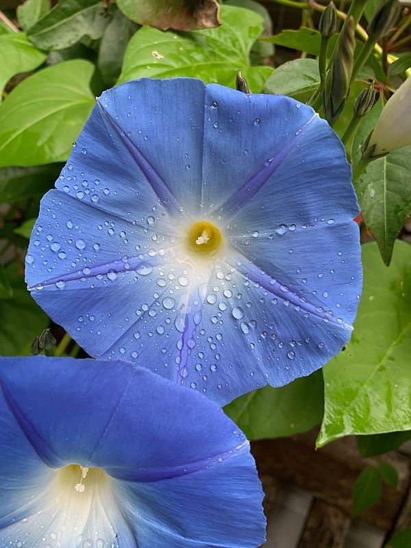 Rain drops on a Morning Glory flower.