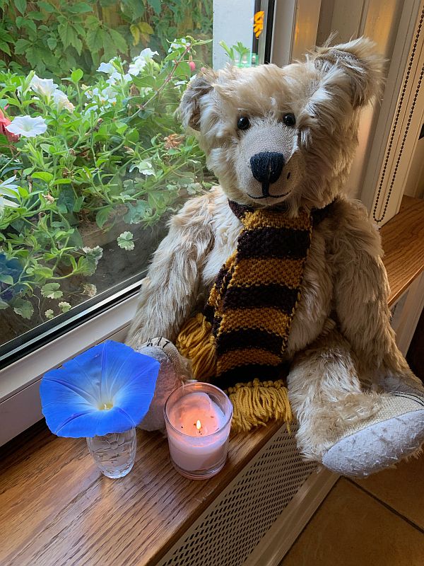 Bertie, wearing his Sutton United scarf, with a Morning Glory flower in a vase and a candle lit for Diddley.