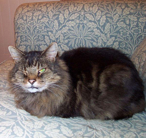 Frank, a tabby cat sat on a sofa, winking.