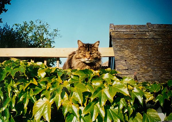 Frank sat up in the Ivy.