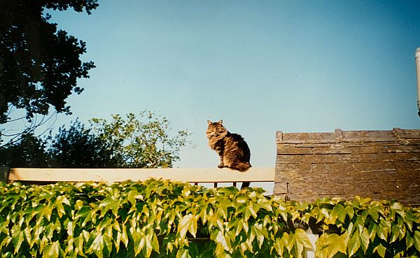 Frank sat up on the pergola.