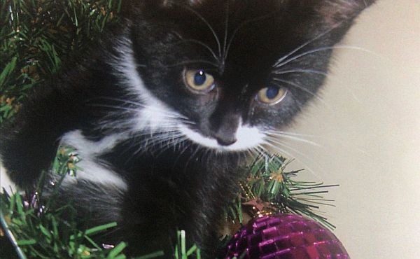 Close up of Marmite. A black cat with white patches.