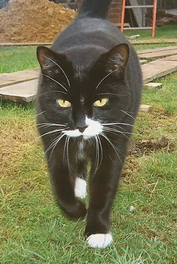 Marmite striding purposefully towards the camera.