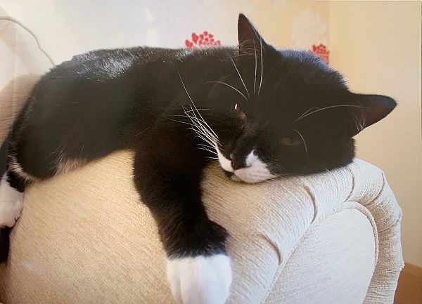 Marmite relaxing on the arm of the sofa.