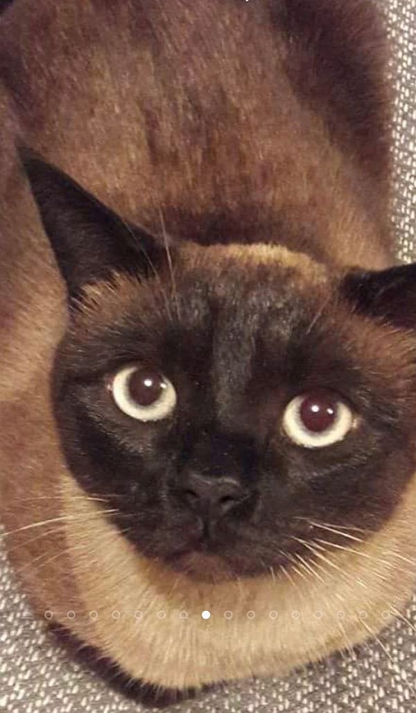 Rodney. A Burmese cat looking up at the camera.