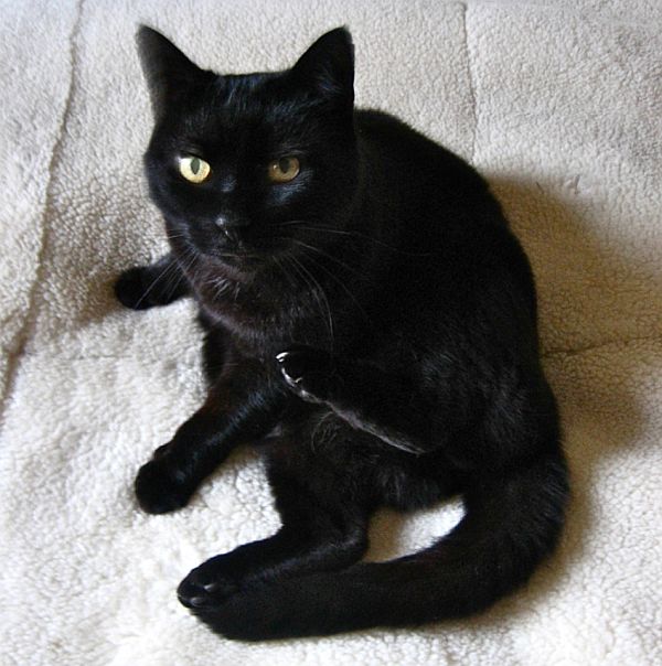 Mr Pussy. A black cat.