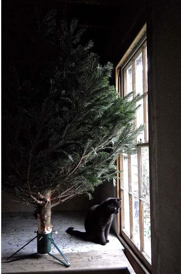 Mr Pussy by the Christmas Tree.