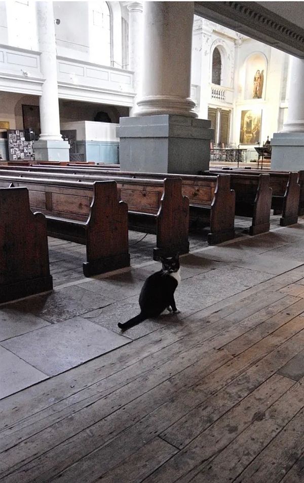 Black and White cat in a church.