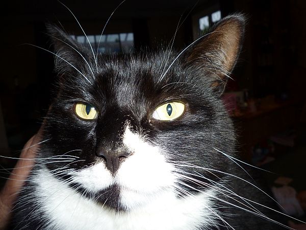 Close up of Marmite's black-and-white face.