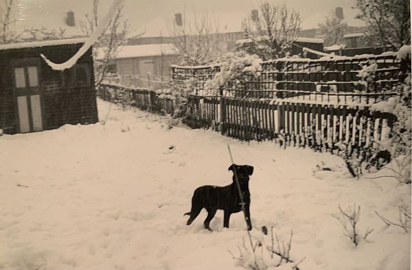 Jack in the snow covered back garden.