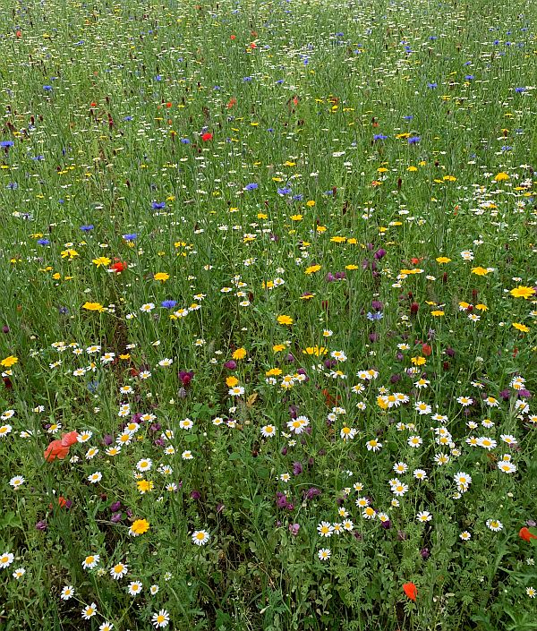 Wildflower Meadow. RHS Wisley Garden.