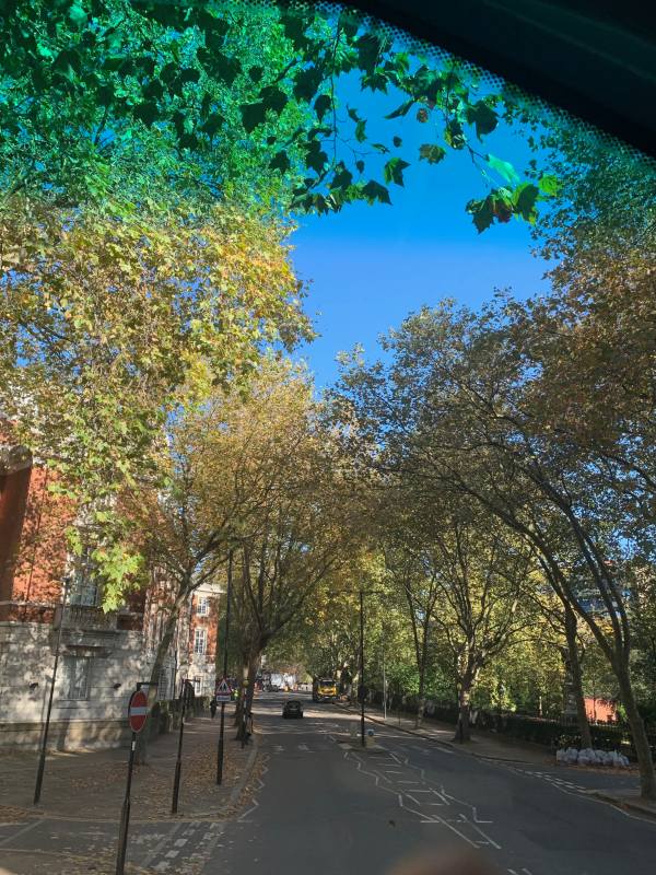 The beautiful trees of Rosebery Avenue.