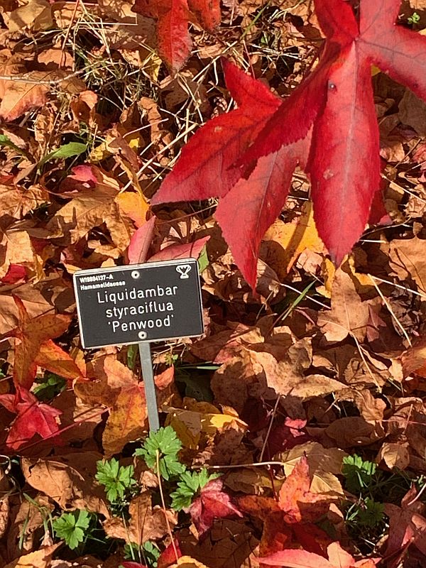 Name plaque for Liquidambar (Styraciflua 'Penwood')