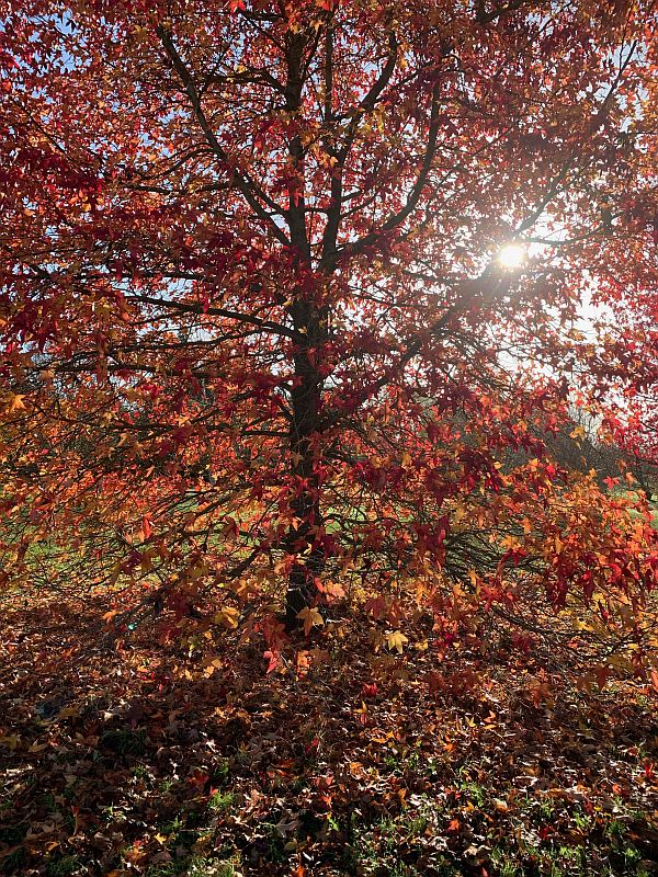 Liquidambar.