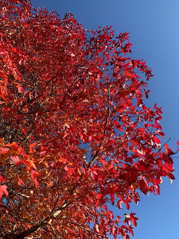 Liquidambar.