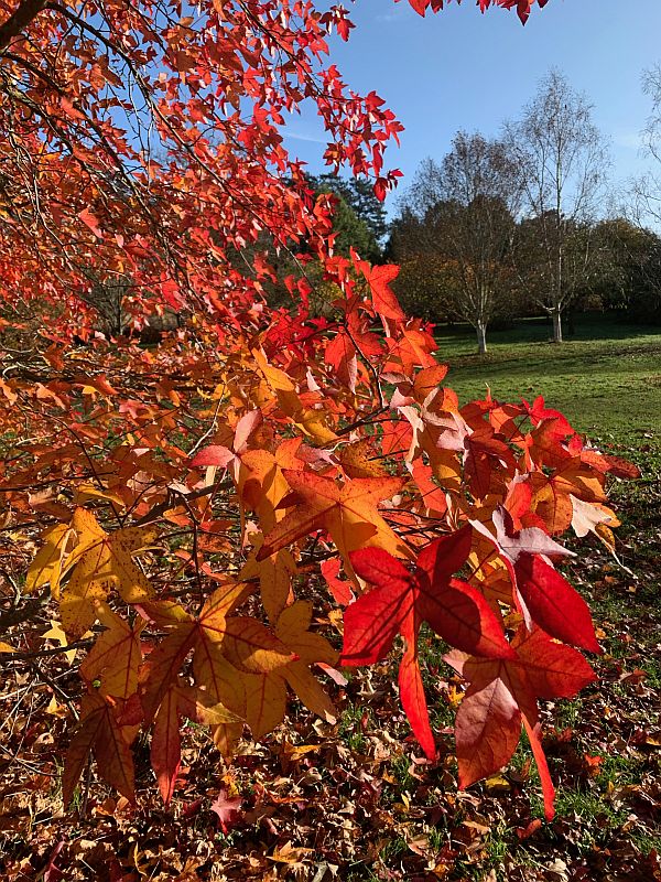 Liquidambar.