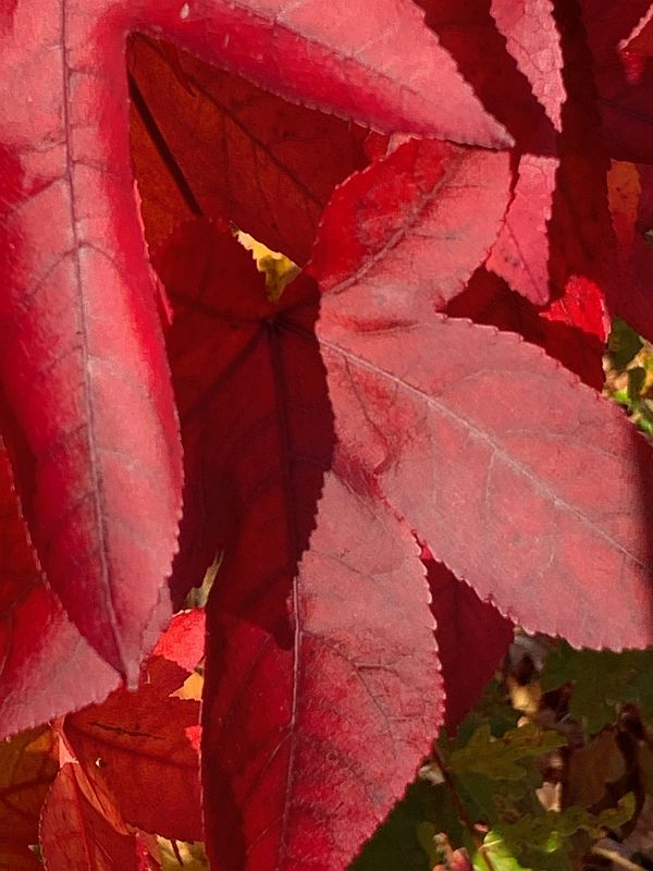 Liquidambar.