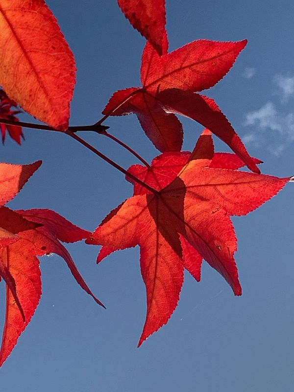 Liquidambar.