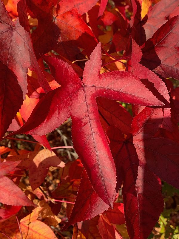 Liquidambar.