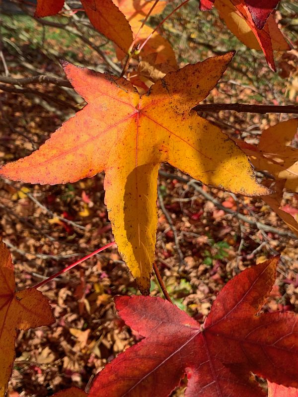 Liquidambar.