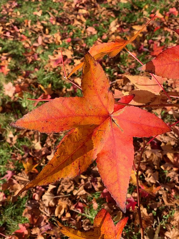 Liquidambar.