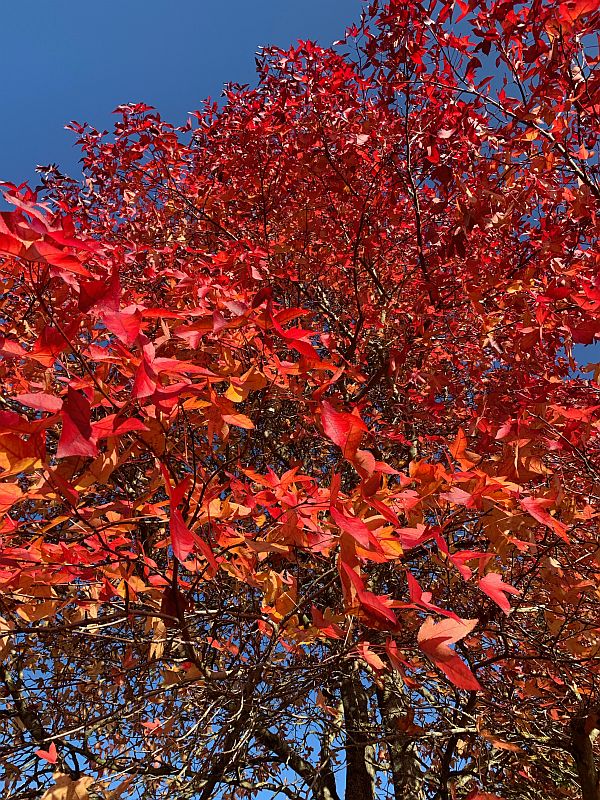 Liquidambar.