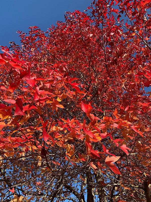 Liquidambar.