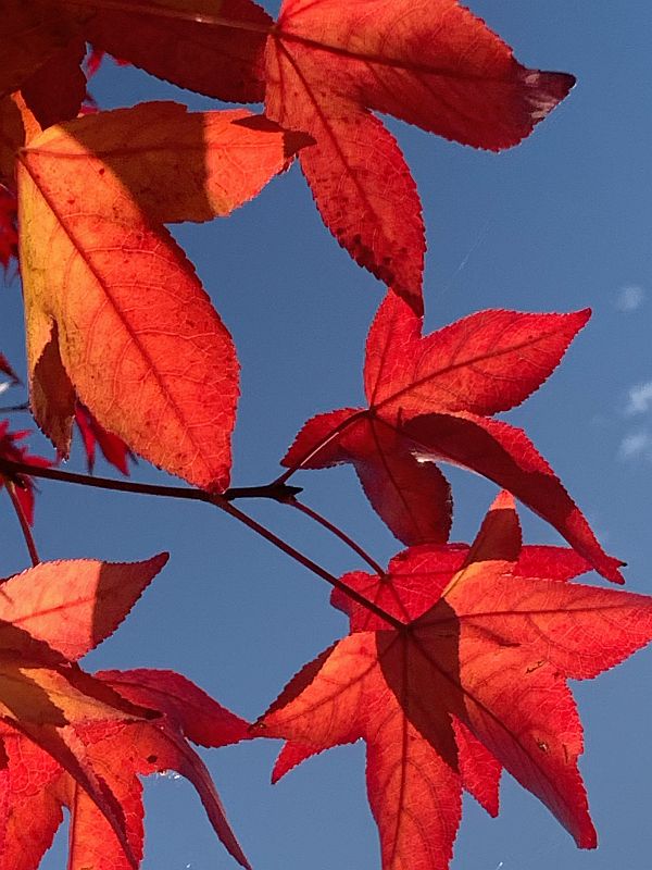 Liquidambar.