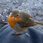 A Robin, who Bobby has named "Serenity".