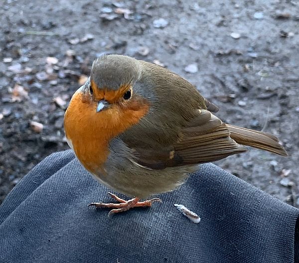 A Robin, who Bobby has named "Serenity".