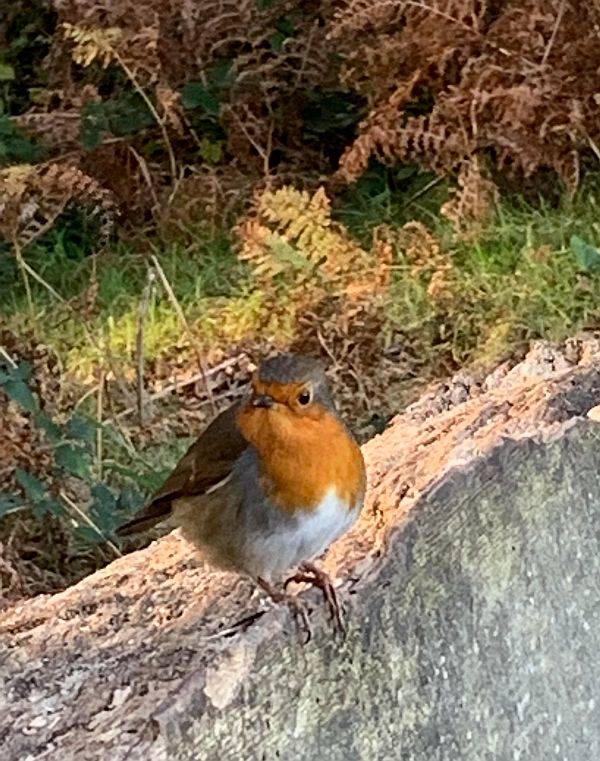 The Robin on the back of the carved log seat.
